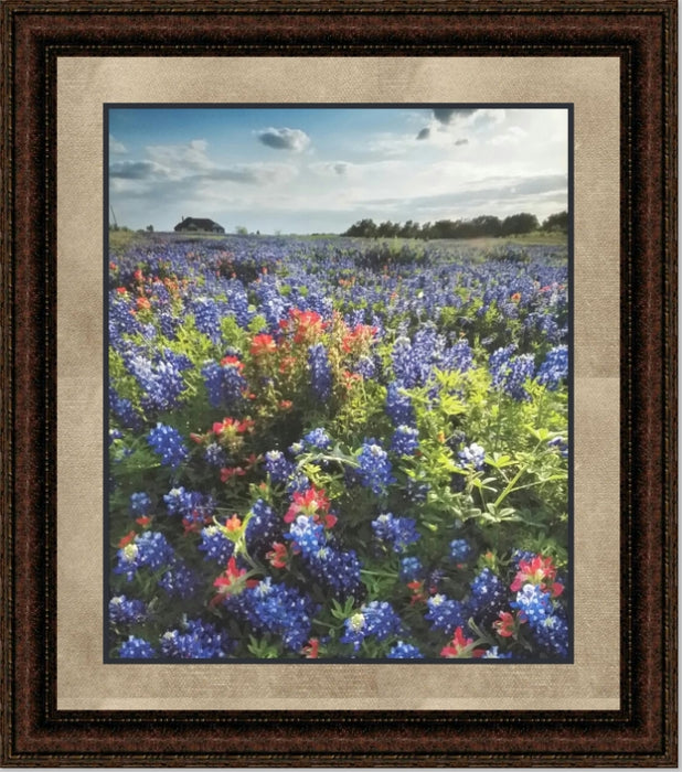 Blue Bonnet Field IV | Floral Canvas or Framed Print | Various Sizes