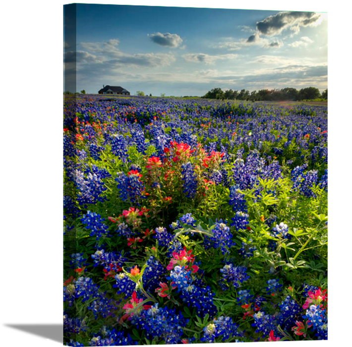 Blue Bonnet Field IV | Floral Canvas or Framed Print | Various Sizes