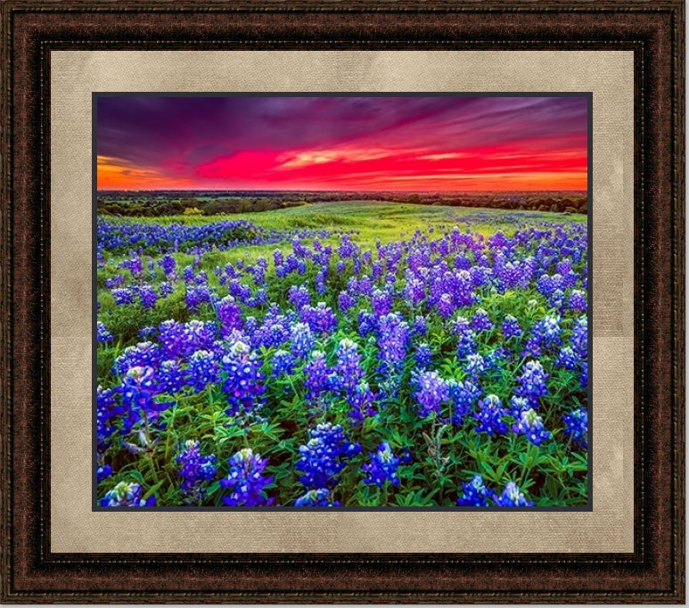 Blue Bonnet Field V | Floral Canvas or Framed Print | Various Sizes