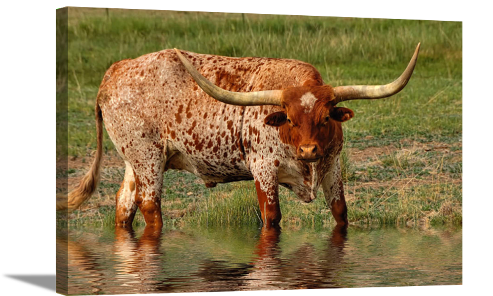 In the River | Cattle Art Canvas or Framed Print | Various Sizes